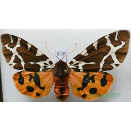 Arctia caja (Linnaeus, 1758) Niedźwiedziówka kaja female Poland80g